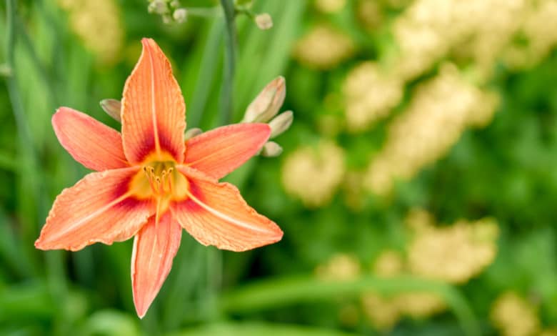 come coltivare il giglio