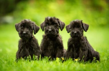 Tutto sullo Schnauzer gigante: un gigante buono da conoscere