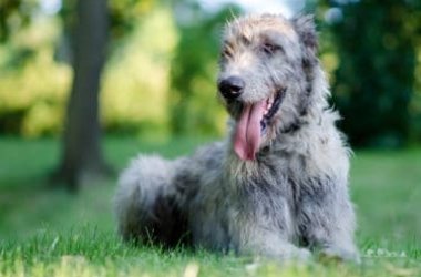 I segreti del levriero irlandese, un cane gigante dall’indole docile, fedele ed affettuosa