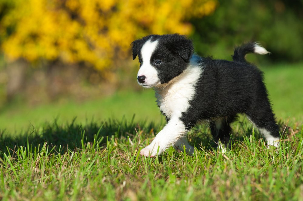 Border collie carattere, cura, allevamento e alimentazione Border collie carattere, cura, allevamento e alimentazione