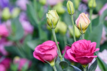 Lisianthus o Eustoma: i consigli per una fioritura perfetta