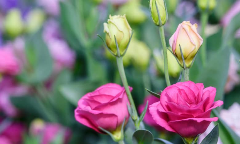lisianthus o eustoma