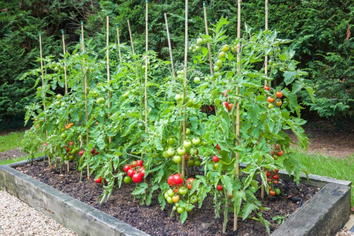 come coltivare pomodori nell'orto