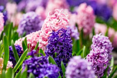 La jacinthe : une belle fleur parfumée et facile d'entretien