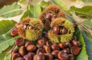 Come raccogliere le castagne in maniera sostenibile