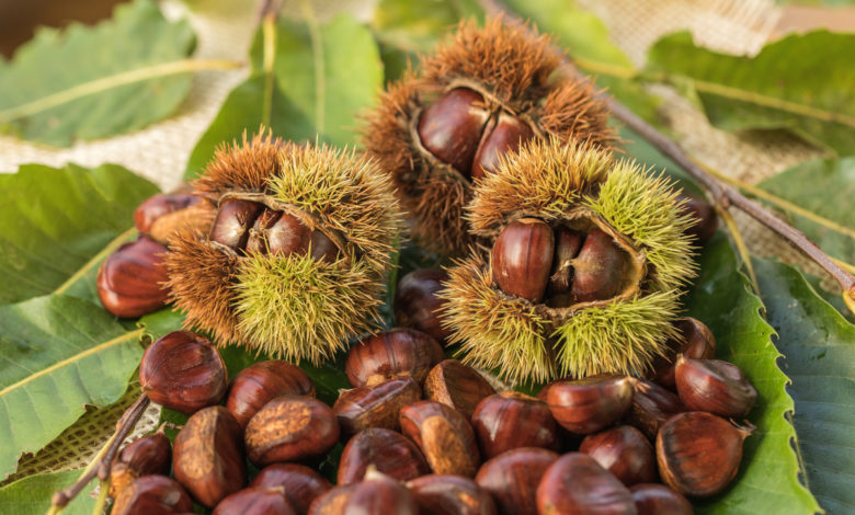 raccogliere le castagne