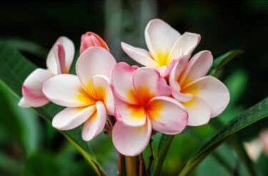 La fleur emblématique de Palerme : on découvre le Pomelia, aussi appelé plumeria ou frangipane