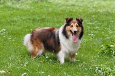 Pastore delle Shetland: caratteristiche e temperamento di questo cane da pastore di piccola taglia