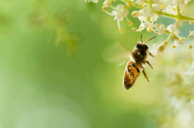 Scopriamo come allontanare le api in modo naturale e senza farle del male