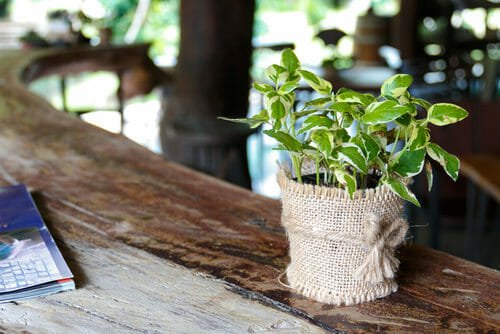 Pothos, una pianta verdissima facile da curare che tutti dovrebbero conoscere!