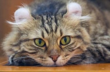 A la découverte de l'American Curl, un chat aux oreilles inimitables