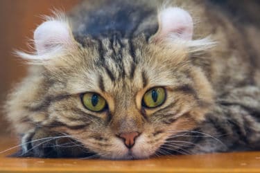 Alla scoperta dell’American Curl, un gatto dalle orecchie inconfondibili