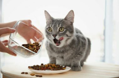 I principi dell’alimentazione del gatto: quali cibi vanno bene e quali no per il nostro micio?