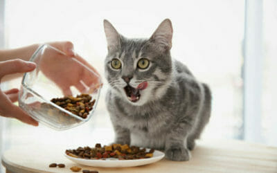 I principi dell’alimentazione del gatto: quali cibi vanno bene e quali no per il nostro micio?