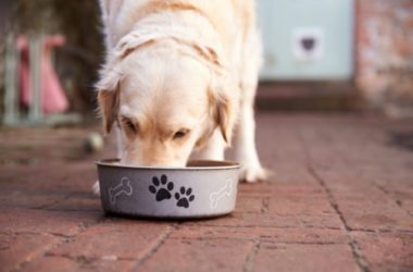 La guida per scegliere bene il cibo per cani: come leggere le etichette e fare la scelta migliore
