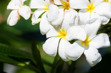 Il fiore simbolo di Palermo: scopriamo la Pomelia, nota anche come plumeria o frangipane