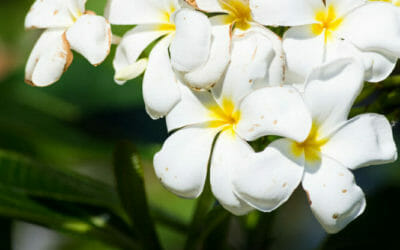 Il fiore simbolo di Palermo: scopriamo la Pomelia, nota anche come plumeria o frangipane