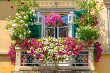 Quali fiori da balcone scegliere per un balcone fiorito e profumato