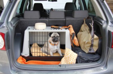 Tutto sul trasportino per il tuo cane, pro e contro e tanti modelli recensiti con prezzi ed offerte
