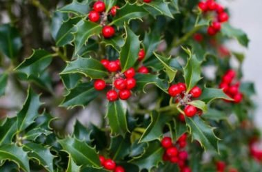 Agrifoglio: pianta invernale dalle belle bacche rosse adatto al giardino e al balcone