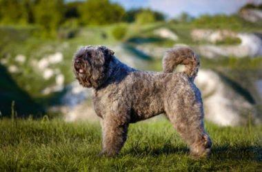 Scopriamo il Bovaro delle Fiandre: un cane di taglia media dal fiuto eccezionale e adatto alla vita in famiglia