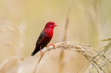 Bengalini: tutto su questi coloratissimi uccelli di compagnia