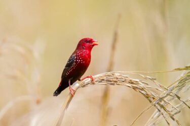 Diamantini: caratteristiche e cure necessarie per gli uccelli canterini chiamati anche diamanti mandarini