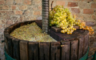 Mosto d’uva, lo conosci veramente? Ecco di segreti di questa bevanda e come si può usare