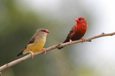 Bengalini: tutto su questi coloratissimi uccelli di compagnia