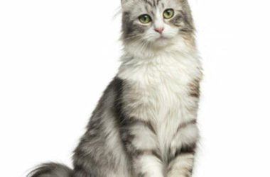 Alla scoperta dell’American Curl, il gatto conosciuto per le caratteristiche orecchie ripiegate all’indietro