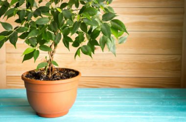 Ficus benjamin: cura e coltivazione di questa pianta tropicale ideale per gli interni