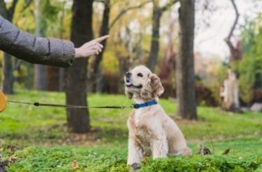 Mini-guida all’addestramento cani, con semplici esercizi di base e informazioni sugli sport da fare con il vostro amico peloso