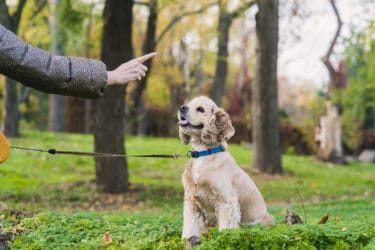 Mini-guida all’addestramento cani, con semplici esercizi di base e informazioni sugli sport da fare con il vostro amico peloso
