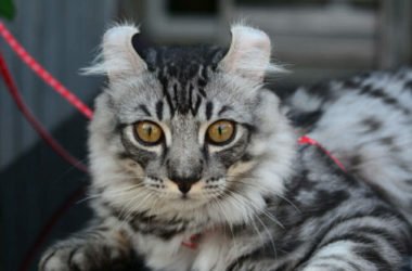 Alla scoperta dell’American Curl, il gatto conosciuto per le caratteristiche orecchie ripiegate all’indietro