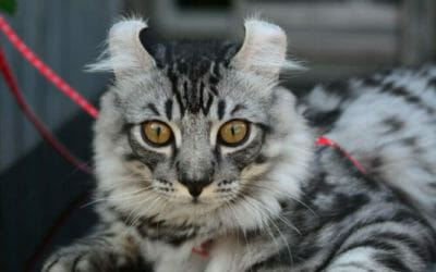 Alla scoperta dell’American Curl, il gatto conosciuto per le caratteristiche orecchie ripiegate all’indietro