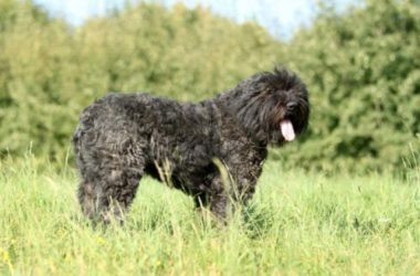 Scopriamo il Bovaro delle Fiandre: un cane di taglia media dal fiuto eccezionale e adatto alla vita in famiglia