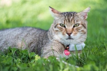 Usare un collare gps per gatti per monitorarne i movimenti, aumentando la sicurezza: ecco come sceglierlo