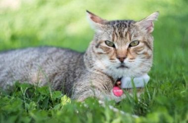 Usare un collare gps per gatti per monitorarne i movimenti, aumentando la sicurezza: ecco come sceglierlo
