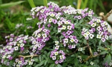 Quello che c’è da sapere sull’alisso, il “fiore che calma l’ira”