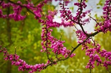 Quello che c’è da sapere sull’Albero di Giuda o Albero della Giudea, un leggendario arbusto ornamentale