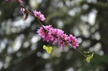 Quello che c’è da sapere sull’Albero di Giuda o Albero della Giudea, un leggendario arbusto ornamentale