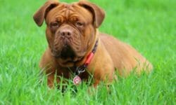 Tutto sul Dogue de Bordeaux, un concentrato di forza e dolcezza davvero particolare