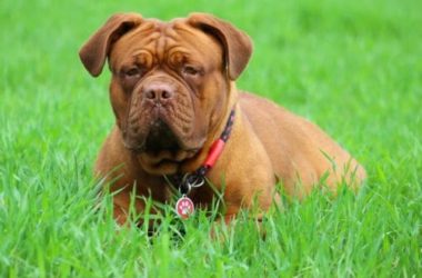 Tutto sul Dogue de Bordeaux, un concentrato di forza e dolcezza davvero particolare