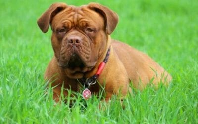 Tutto sul Dogue de Bordeaux, un concentrato di forza e dolcezza davvero particolare