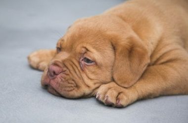 Tutto sul Dogue de Bordeaux, un concentrato di forza e dolcezza davvero particolare