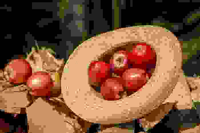 paglia