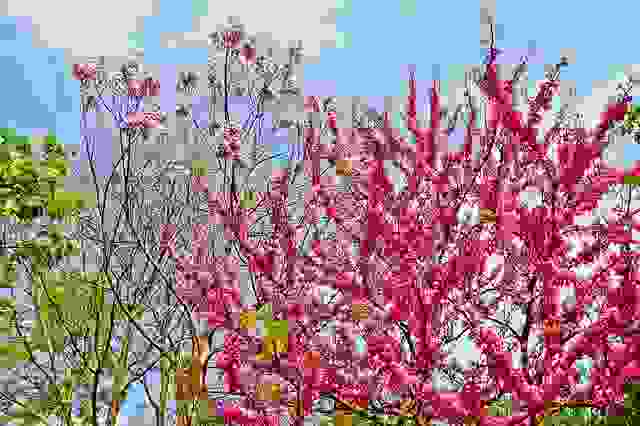 Albero di Giuda