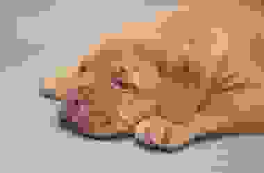 Tutto sul Dogue de Bordeaux, un concentrato di forza e dolcezza davvero particolare