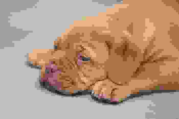 dogue de bordeaux