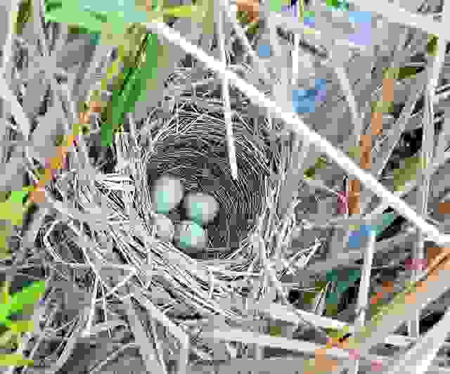 Birdwatching Che Cosè Come Farlo E Dove Farlo In Italia